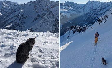 Një mace “kurioze” u ngjit me alpinistët në majën e një mali zviceran