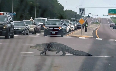 Krokodili 3 metra ndërpreu trafikun në Florida