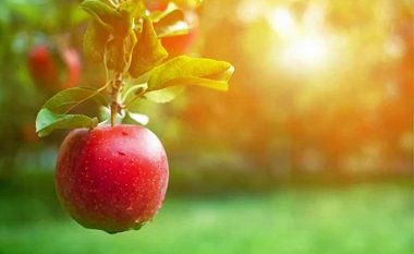 Nikollovski: Prodhuesit e mollëve për herë të parë do të kenë dy pagesa për subvencione