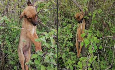 Varret një qen në Demir Kapi, kërkohet përgjegjësi