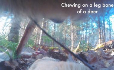 Studiuesit i vendosin kamerën ujkut, të befasuar nga ajo që regjistroi ajo në një park kombëtar në Minesota