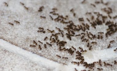 Si t’i eliminoni dhe zmbrapsni milingonat në mënyrë të sigurt