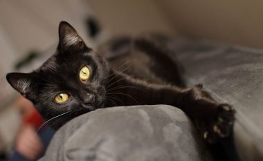 Pse macet e zeza nuk janë të preferuara: Gjersa në vendin tonë janë të lidhura me besëtytnitë, diku konsiderohen si hyjni
