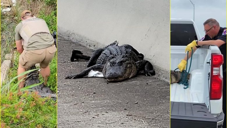 Kishte vendosur të “dremiste”, aligatori shkakton vonesë të trafikut në një urë të Hjustonit