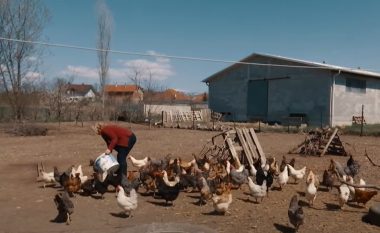 Fermerja nga Theranda që kujdeset për pesë mijë pula