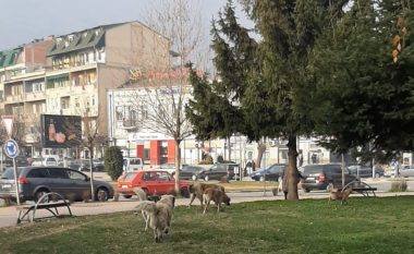 Tetovë: U shërua nga COVID-19, në ditën e parë që doli nga shtëpia u kafshua nga qentë endacak