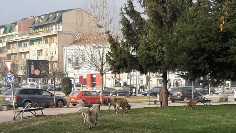 Tetovë: U shërua nga COVID-19, në ditën e parë që doli nga shtëpia u kafshua nga qentë endacak