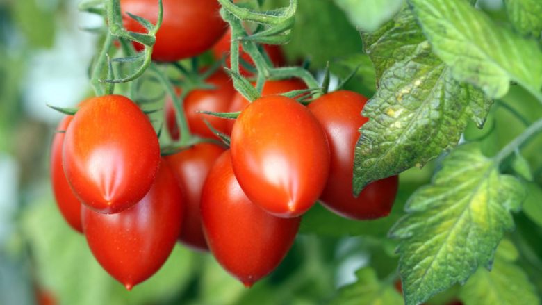 Si të mbillni domatet në mënyrë korrekte