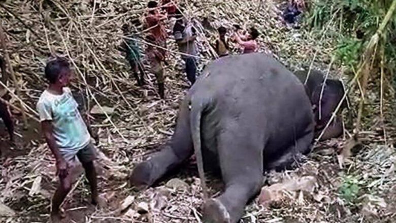 Ngordhin 18 elefantë në Indi, goditen nga rrufeja