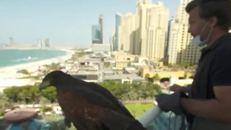 Njihuni me burrin që ka një punë interesante, përdor fajkonjtë për të trembur zogjtë nga rrokaqiejt e Dubait
