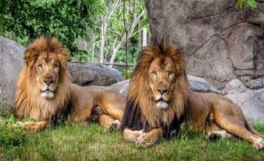 Tetë luanë në Indi konfirmohen me COVID-19