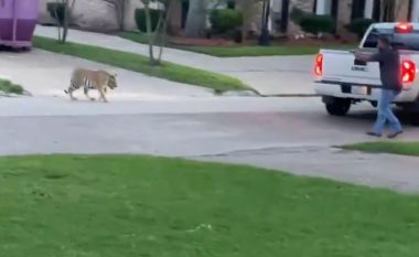 Tigri ikë nga shtëpia e pronarit dhe shëtitet në një lagje të Houstonit, fqinjët kaplohen nga frika e paniku – njëri prej tyre i drejton revolen