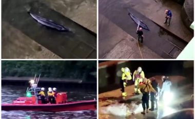 Balena tri metërshe ngec në lumin Thames të Londrës, ekspertët i kalojnë orë të tëra për ta liruar