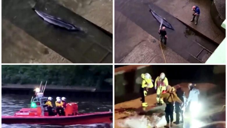 Balena tri metërshe ngec në lumin Thames të Londrës, ekspertët i kalojnë orë të tëra për ta liruar