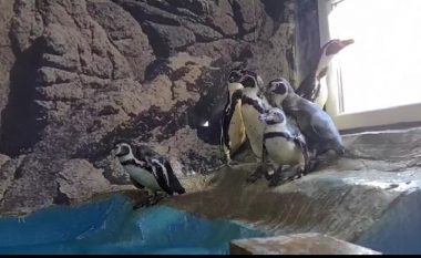 Në Kopshtin zoologjik në Shkup arritën gjashtë pinguinë të rinj