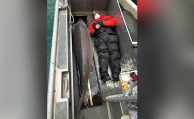 Një peshk gjigant kapet në lumin Detroit, mund të jetë mbi 100 vjeç