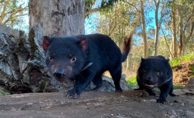 Djajtë e Tasmanisë lindën pas 3,000 vjetësh në territorin australian