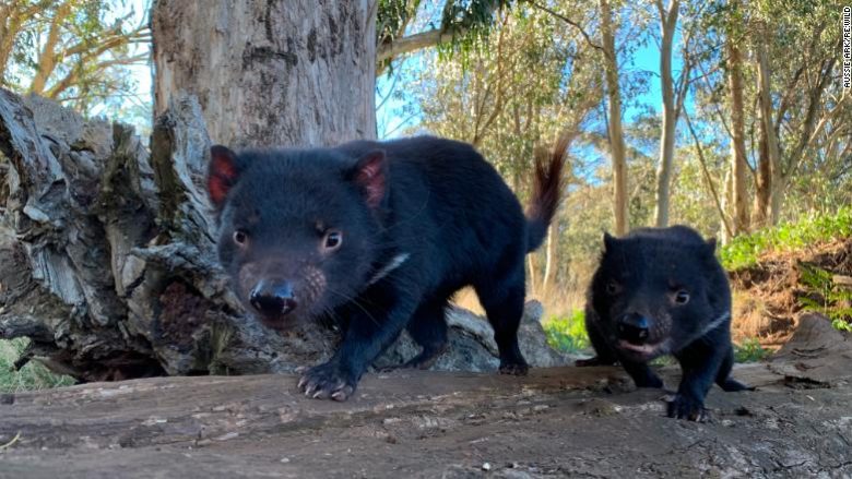 Djajtë e Tasmanisë lindën pas 3,000 vjetësh në territorin australian