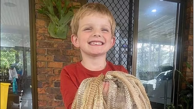 Familja australiane gjen më shumë se 50 lëkura gjarpri në çatinë e shtëpisë së tyre