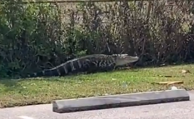 “Po ndiqte njerëzit!”: Aligatori kapet duke bredhur nëpër një parking në Florida