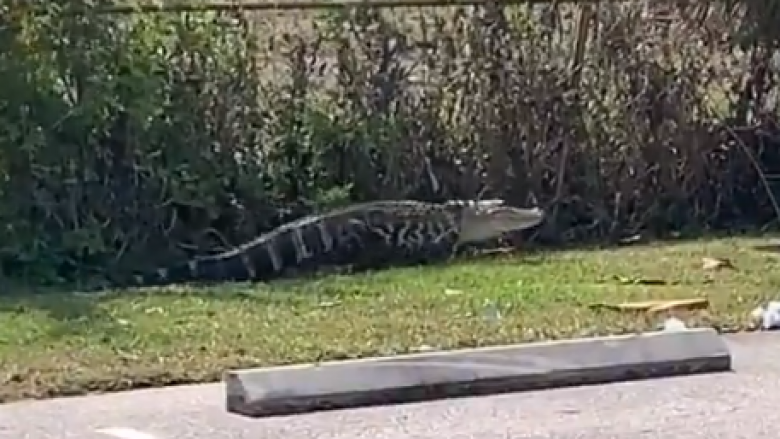 “Po ndiqte njerëzit!”: Aligatori kapet duke bredhur nëpër një parking në Florida