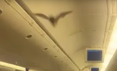 Lakuriqi tmerron udhëtarët e një aeroplani derisa ishte duke fluturuar
