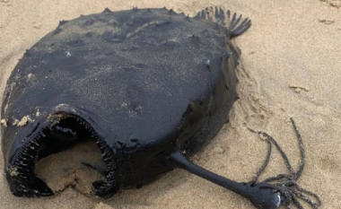Një krijesë ‘aliene’ u pa në një plazh në Kaliforni
