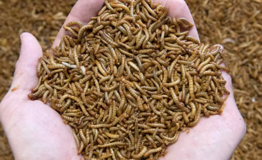 BE-ja aprovon insektin e parë si ushqim: Mund të përdoret për hamburger, biskota dhe proteina