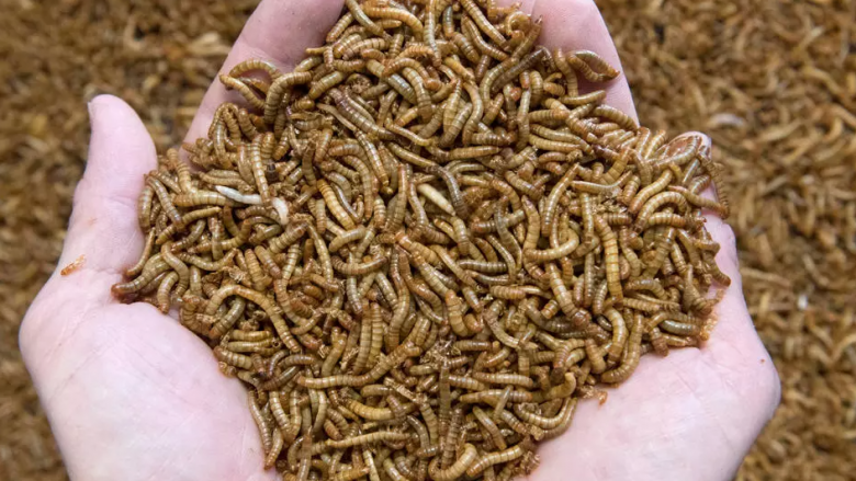 BE-ja aprovon insektin e parë si ushqim: Mund të përdoret për hamburger, biskota dhe proteina
