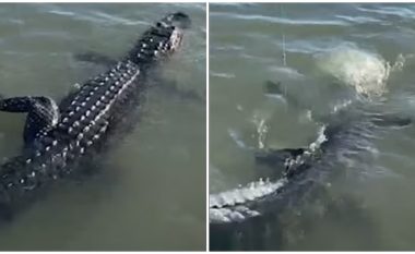 Mendoi se në grep kishte rënë peshku, doli të jetë aligator gjigant – peshkatari amerikan publikon pamjet