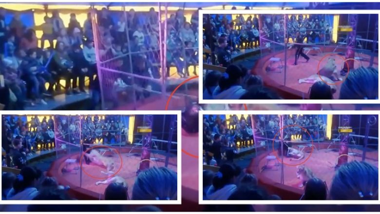 Trajneri i cirkut rus sulmohet nga luani, madje dy herë brenda pak sekonda – turma e shokuar bërtisnin nga frika