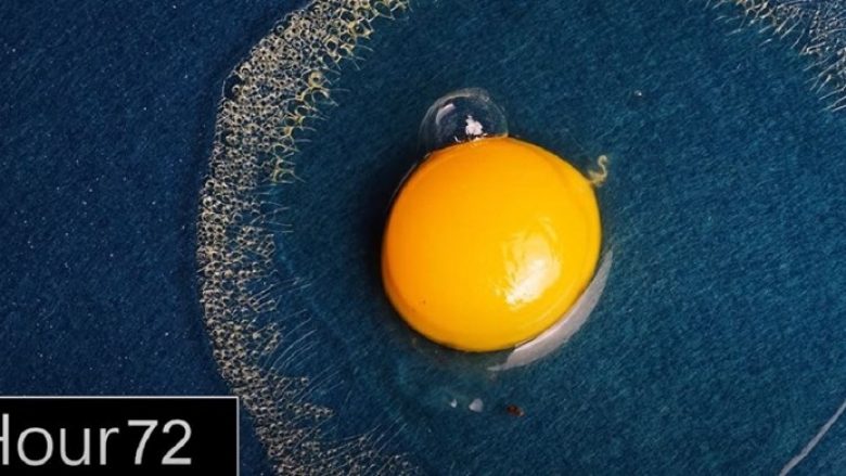 Ju mund të habiteni se çfarë ndodh me një vezë që qëndron jashtë lëvozhgës për rreth dhjetë ditë