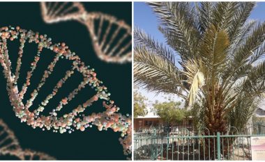 Shkencëtarët sekuencojnë me sukses gjenomën e palmave të hurmave të zhdukura më parë