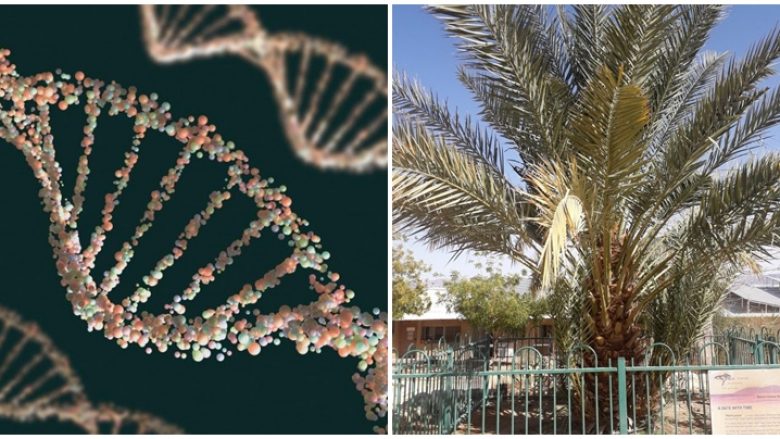 Shkencëtarët sekuencojnë me sukses gjenomën e palmave të hurmave të zhdukura më parë