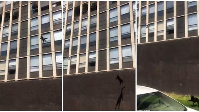 Ndërtesa kaplohet nga zjarri, macja hidhet nga dritarja e katit të pestë – bie në këmbët e saj