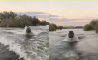 ‘Ia prishën qetësinë’, momenti i tmerrshëm kur një hipopotam ‘i zemëruar’ ndjek anijen e turistëve në Kenia