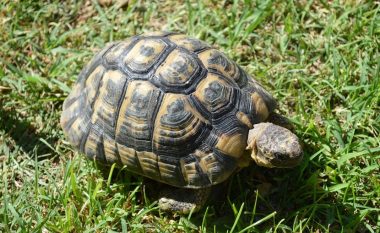 Breshka Galapagos u gjet e gjallë pasi shkencëtarët menduan se u zhduk para mbi një shekulli