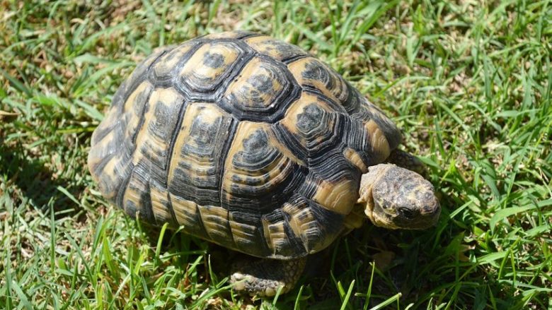 Breshka Galapagos u gjet e gjallë pasi shkencëtarët menduan se u zhduk para mbi një shekulli