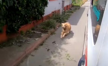 Nuk deshi të ndahet nga pronarja, qeni vrapon pas autoambulancës – e ndjek deri në spitalin më të afërt