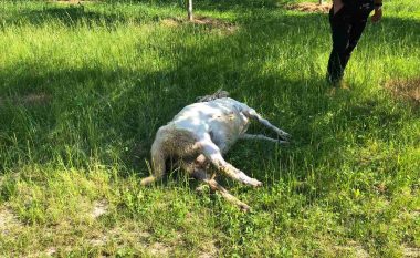 Ujku zbret në fshatin Strellc i Epërm, i mbytë 12 dele