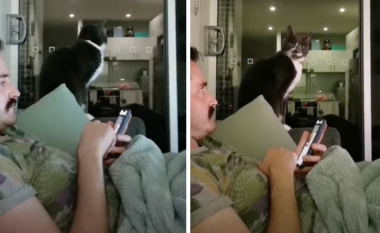 Mësoi macet që është koha për ushqim sapo të dëgjojnë alarmin që ndizet në telefon, reagimi i tyre është mbresëlënës