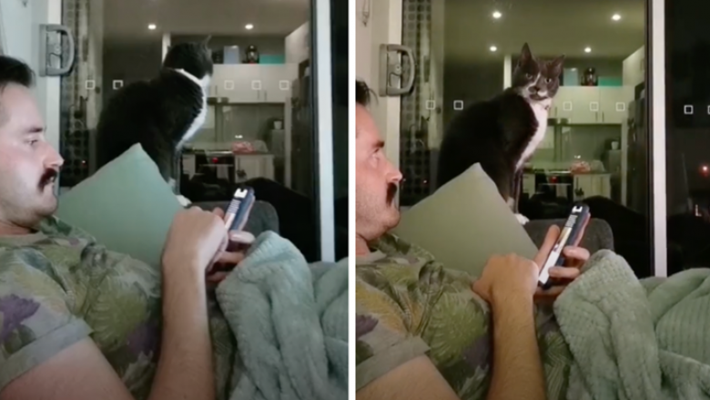 Mësoi macet që është koha për ushqim sapo të dëgjojnë alarmin që ndizet në telefon, reagimi i tyre është mbresëlënës