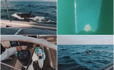 Tridhjetë balena sulmuan jahtin britanik, madje ia shkatërruan helikën – ekuipazhi u detyrua të kërkoj ndihmë në Gjibraltar