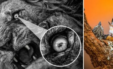Imazhi i luanit duke ulëritur teksa miza i ndalon në sy, fiton çmimin Fotografi i Vitit të Afrikës