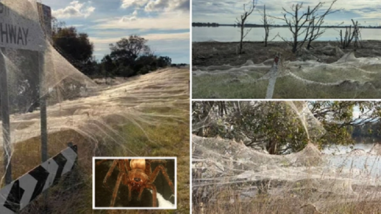 Pamje të pazakonta në Australi, miliona merimanga thurin rrjetën gjigante – mbulohet hapësira e madhe e gjelbëruar