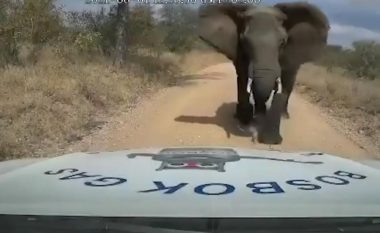 Iu vërsul elefanti, lëre që ia shkatërroi kapakun e motorit – por edhe ta shtyjë veturën e jugafrikanit