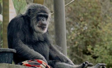 Ngordh shimpanzeja më e vjetër në kopshtet zoologjike të Amerikës së Veriut