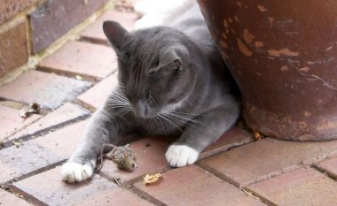 Pse macet sjellin kafshë të ngordhura në shtëpi?