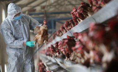Gripi i Shpezëve në Kosovë, asgjësohen rreth 10 ferma