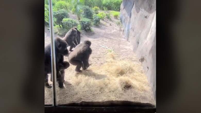 Reagimi epik i gorillave pasi ndeshen me një gjarpër në një park të Florida-s